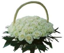 Pearl Rose
